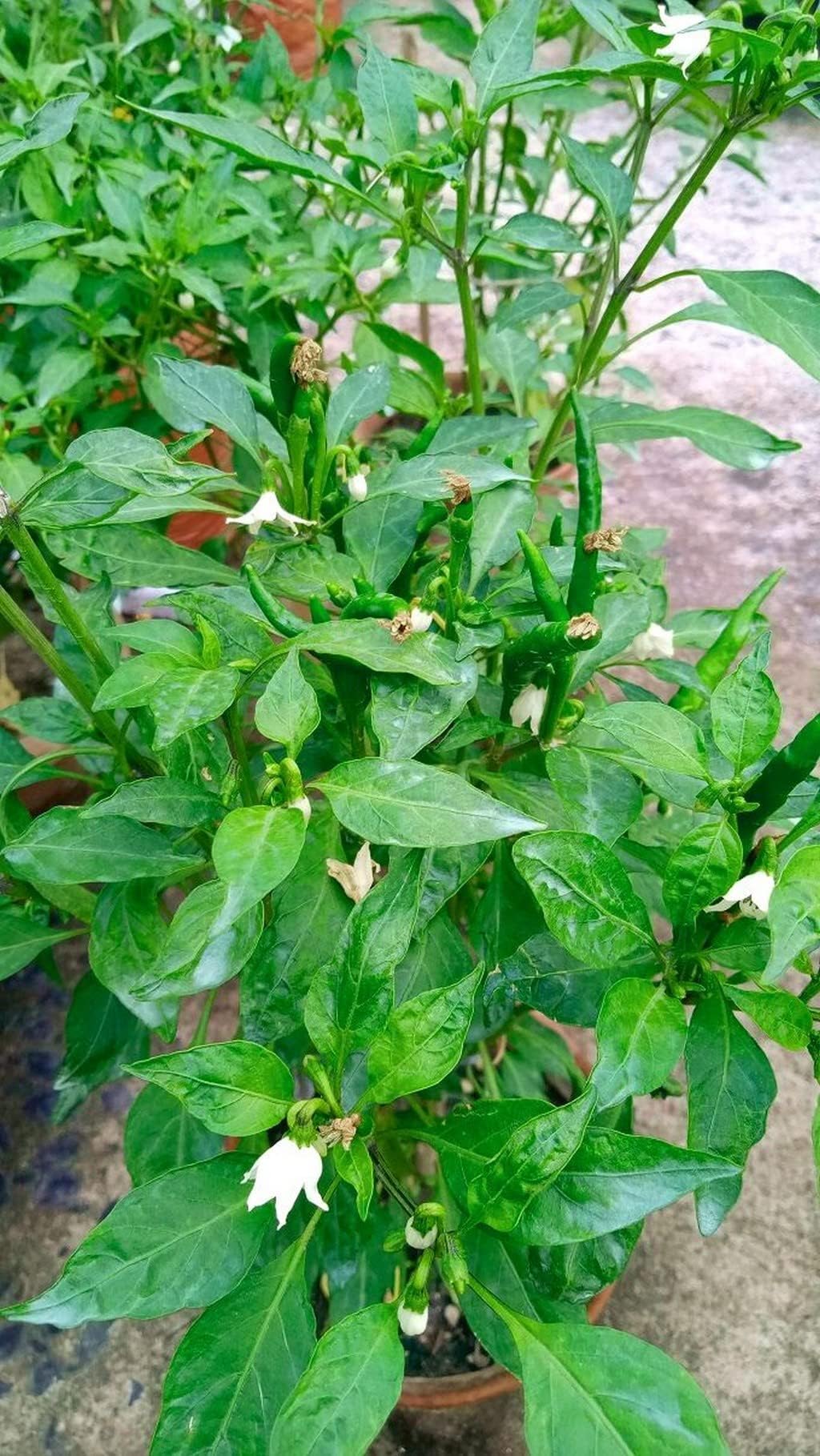 Shimla mirch plant live without pot (pack of 1) (B0CXJHJ1GK) Amazon Price History, Amazon Price Tracker