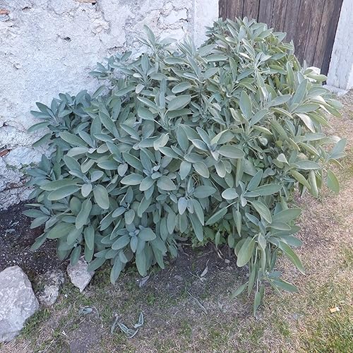 Miniatura 5 de YEGAOL Garden - Semillas de salvia de hoja ancha para uso culinario, plantas perennes fáciles de cultivar para jardín de hierbas al aire libre, 25