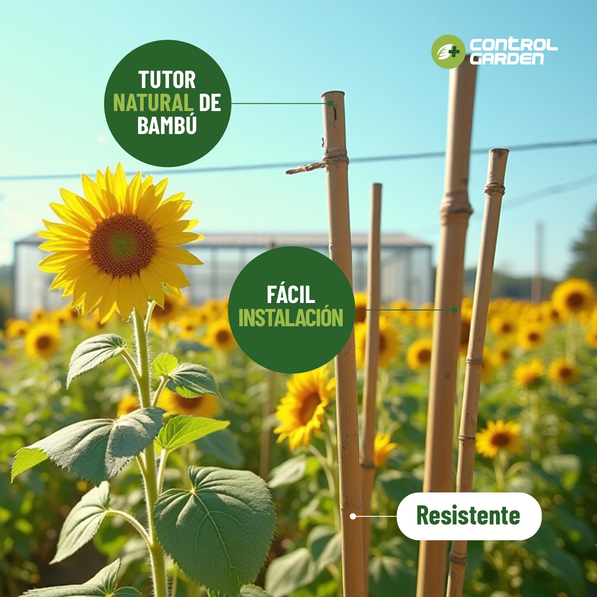 Control Garden Pack 30 szt. ekologicznych bambusowych nakładek na rośliny 60 cm | Naturalne słupki trzcinowe do podtrzymywania roślin ø 6-8 mm, pręty do drzew, warzyw, roślin pnących i upraw
