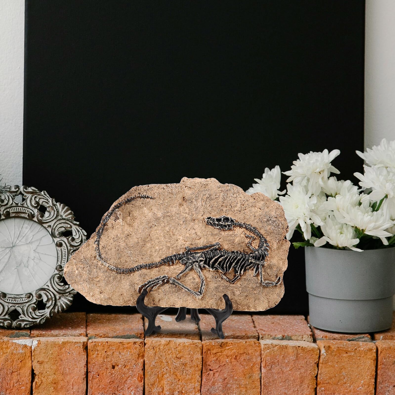 DOITOOL Statua Decorativa Ornamento Realistico per Arredamento di Fossile di Dinosauro in Resina e Regalo Educativi per Ragazza per Casa e Ufficio