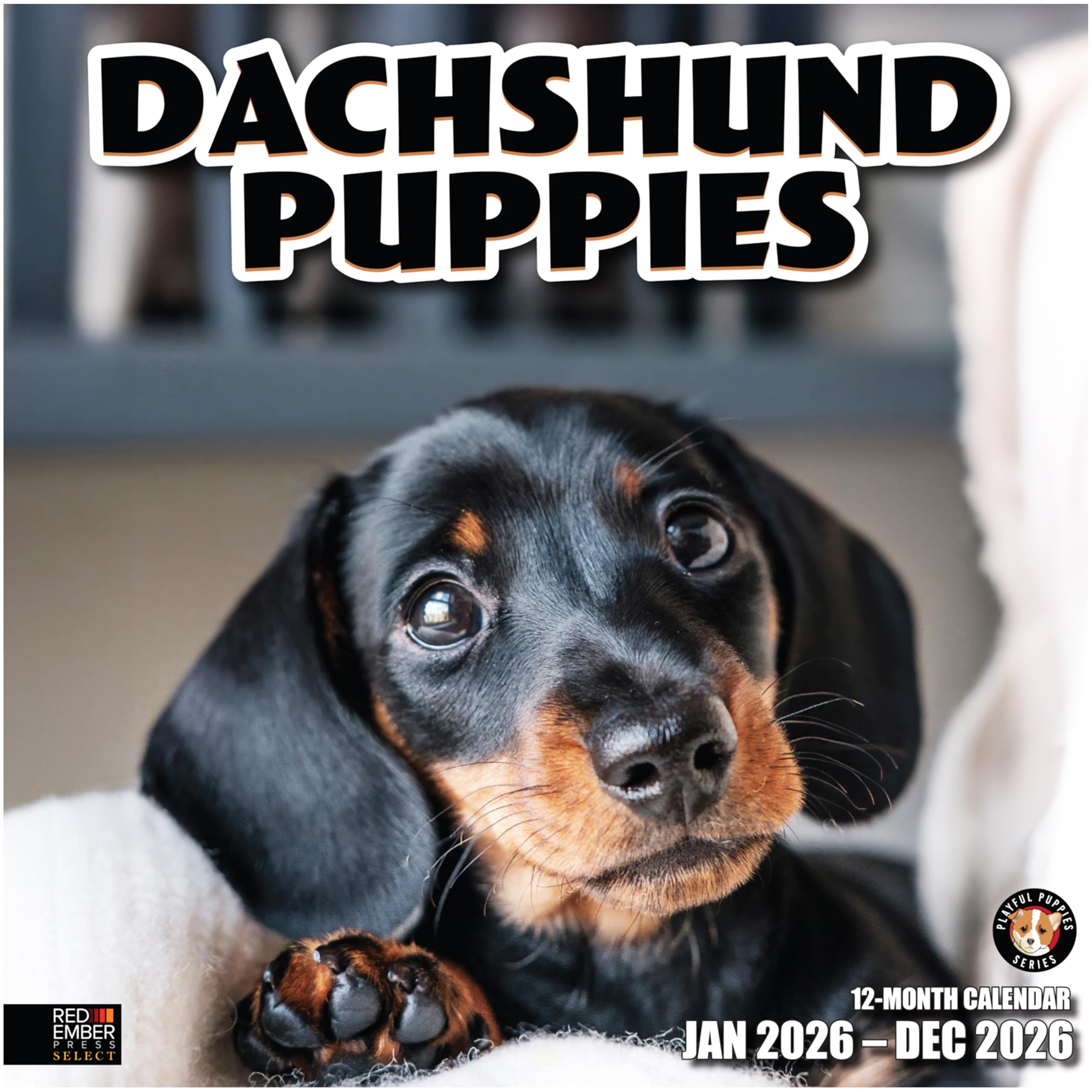 RED EMBER Select - Dachshund Puppies 2026 Wall Calendar 12 Month | 12" x 24" Open | Thick &amp; Sturdy Paper | Giftable | Cute Weiner Puppy Dog Calendar 2026