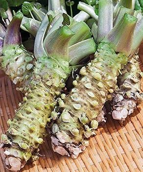 Amazon | 本わさび 1～4本 (約150g) 無農薬栽培 山形県産