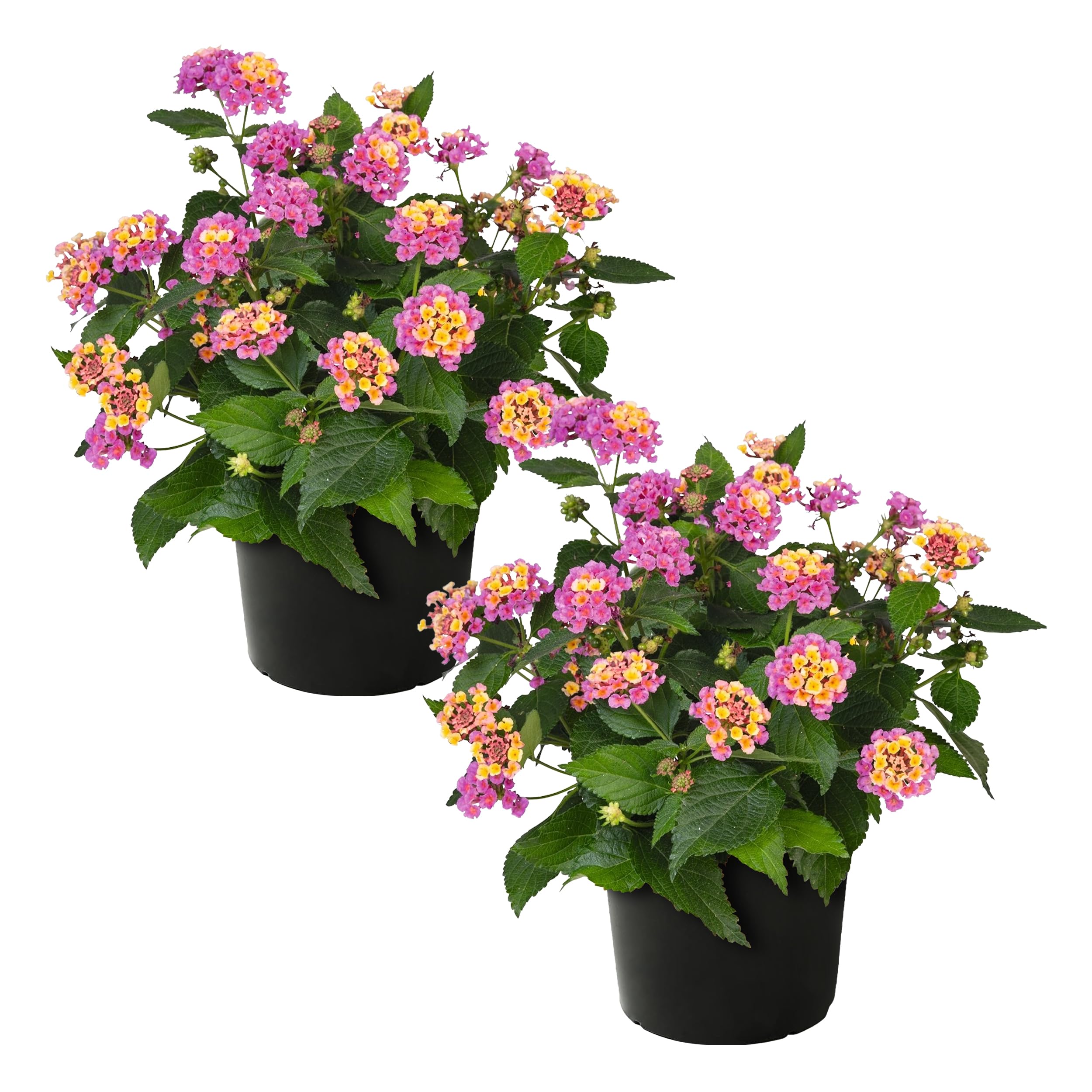 Havana Pink Sky Lantana