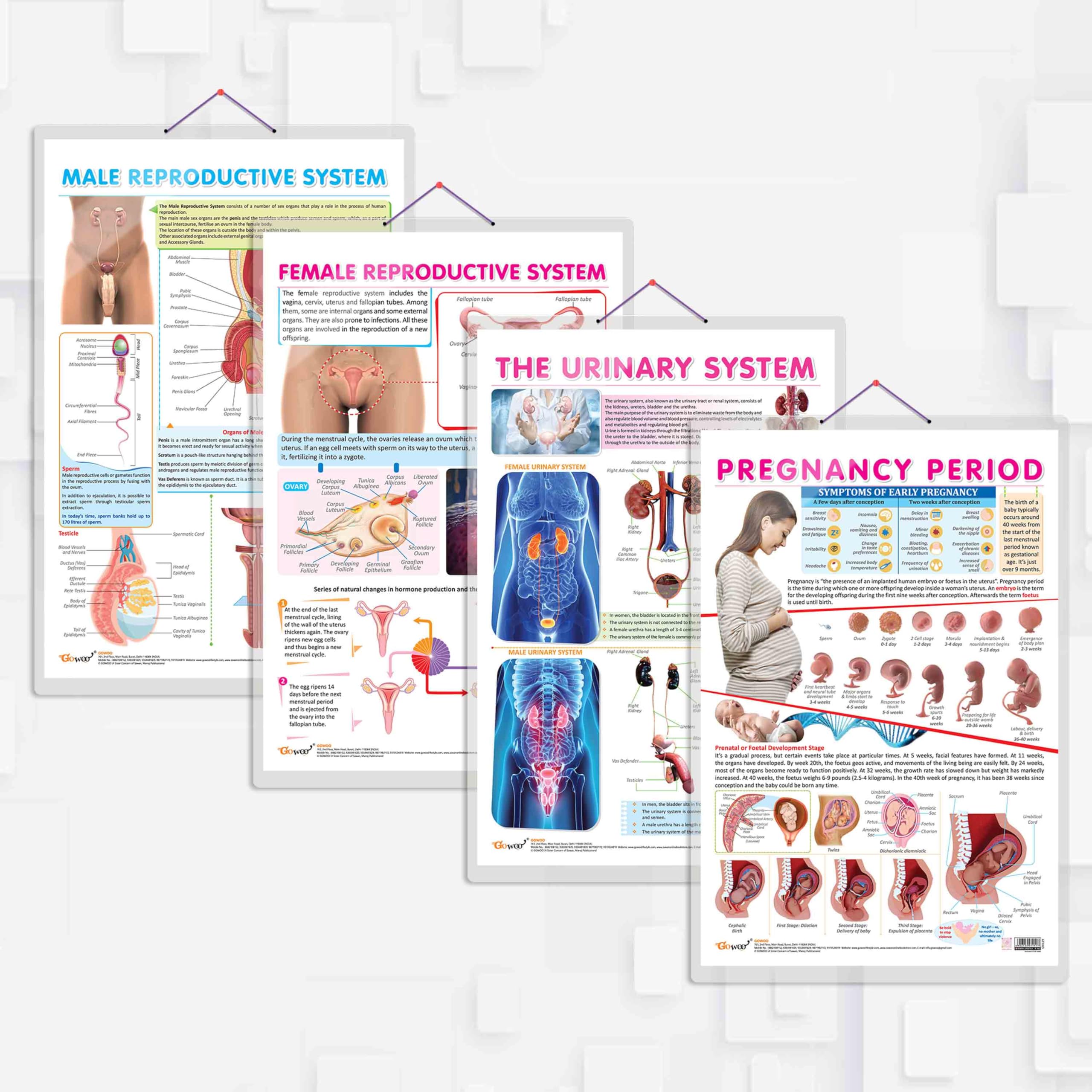 THE URINARY SYSTEM, MALE REPRODUCTIVE SYSTEM, FEMALE REPRODUCTIVE SYSTEM and PREGNANCY PERIOD chart | combo of the 4 charts | Human Anatomy Essentials: Urinary System, Male & Female Reproductive Systems, and Pregnancy Period (B0CSG1XHZL) Amazon Price History, Amazon Price Tracker