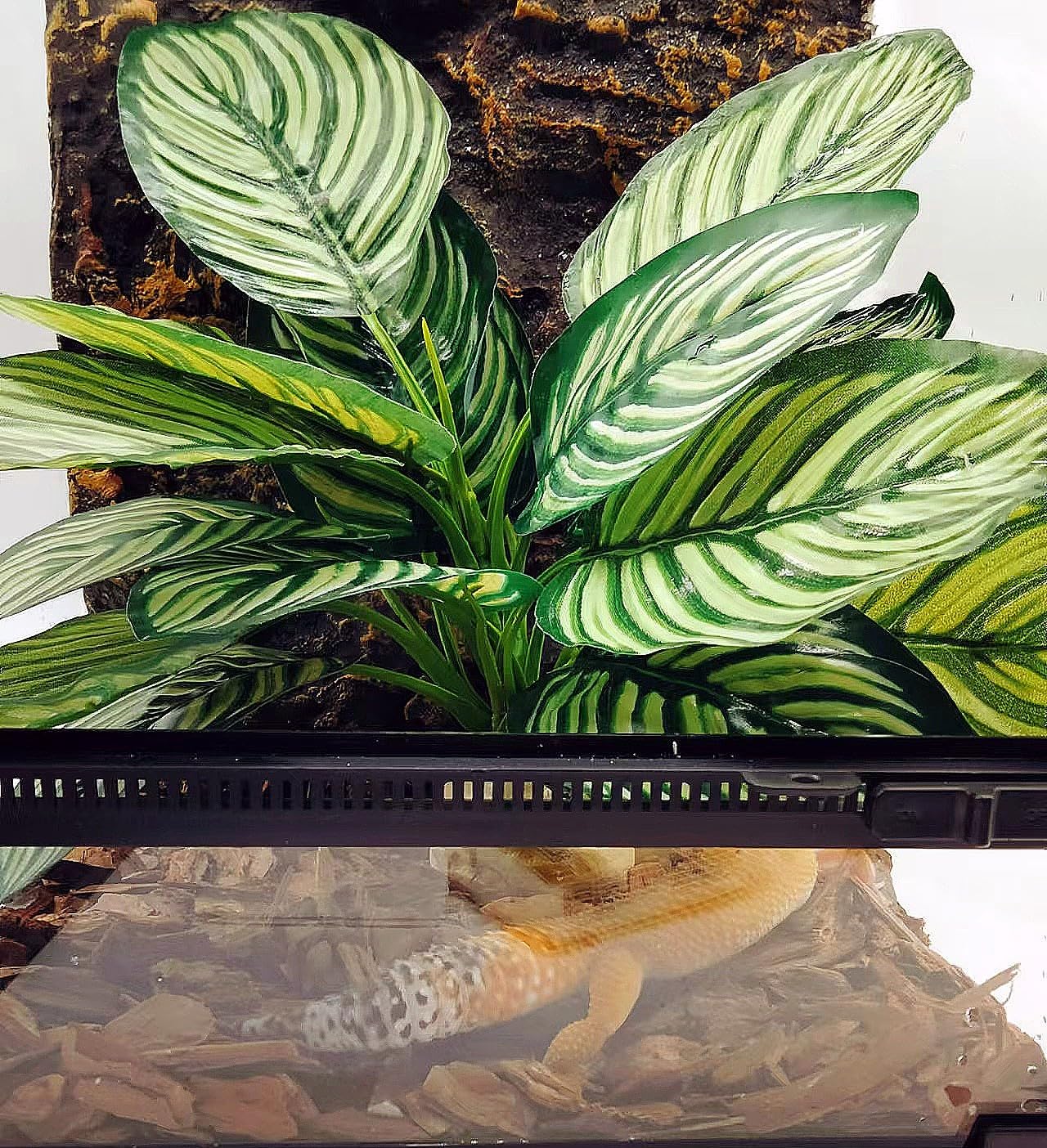 dracena deremensis warneckii Dracaena deremensis 'White Jewel'