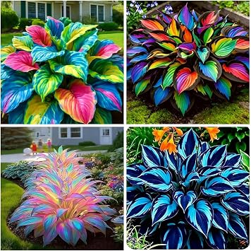 305+ Hosta Seeds Mix for Planting,Rare Hosta Seeds Mixed Colors,Dual Use for Ground Cover & Pots, Create Cool Shaded Garden Outdoor