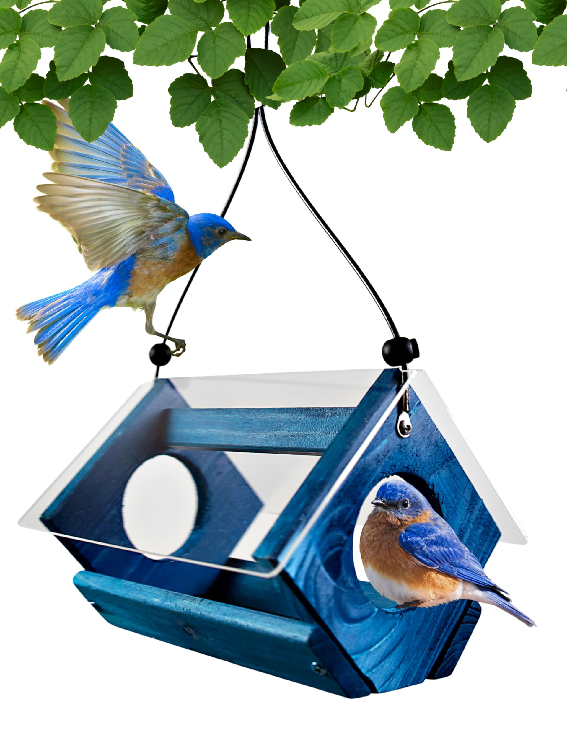 Petite Bluebird - Comedero con Techo de plexiglás y Bandeja de alimentación de Malla de Acero