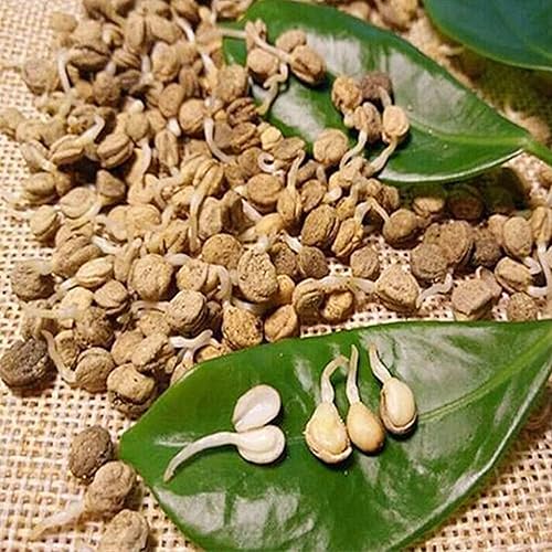 Miniatura 5 de QAUZUY GARDEN - 300 semillas de ginseng americano estratificadas Panax quinquefolium L, fáciles de cultivar, cultiva tu propio ginseng