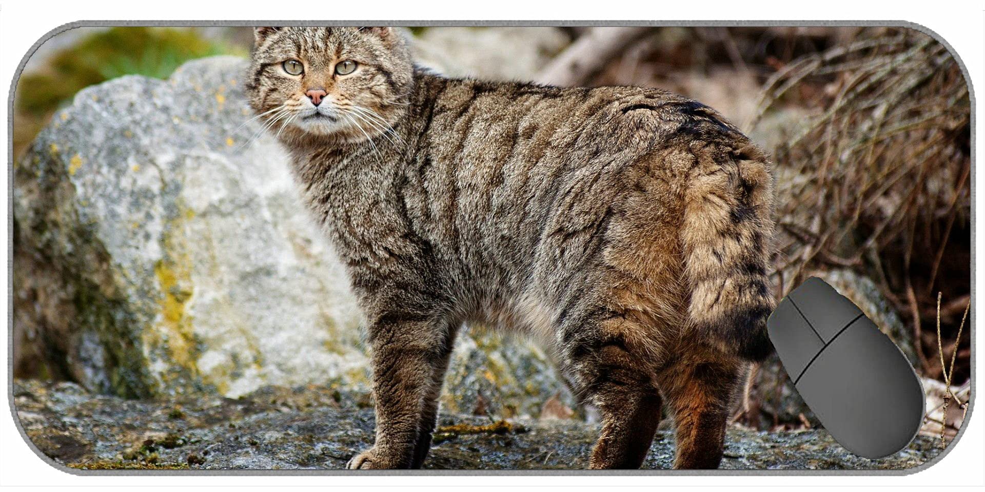 XXL Gaming Mouse Mat Extended,Cat Tabby Walk Stones 89827 Non-Slip Laptop Computer Keyboard Mousepad