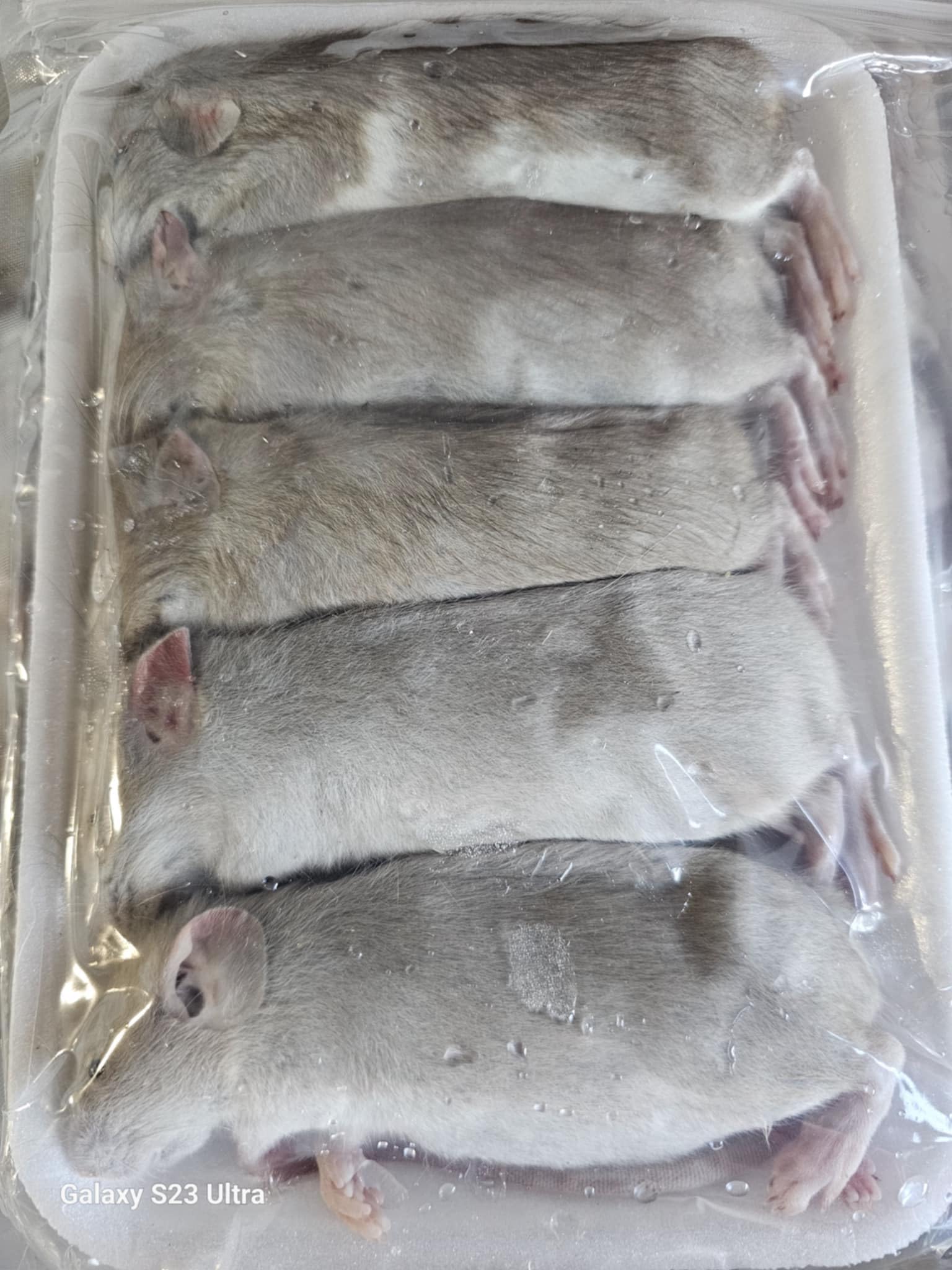 Amazon.com: Frozen Small Rats 45-89 Grams Each Rat : Grocery & Gourmet Food