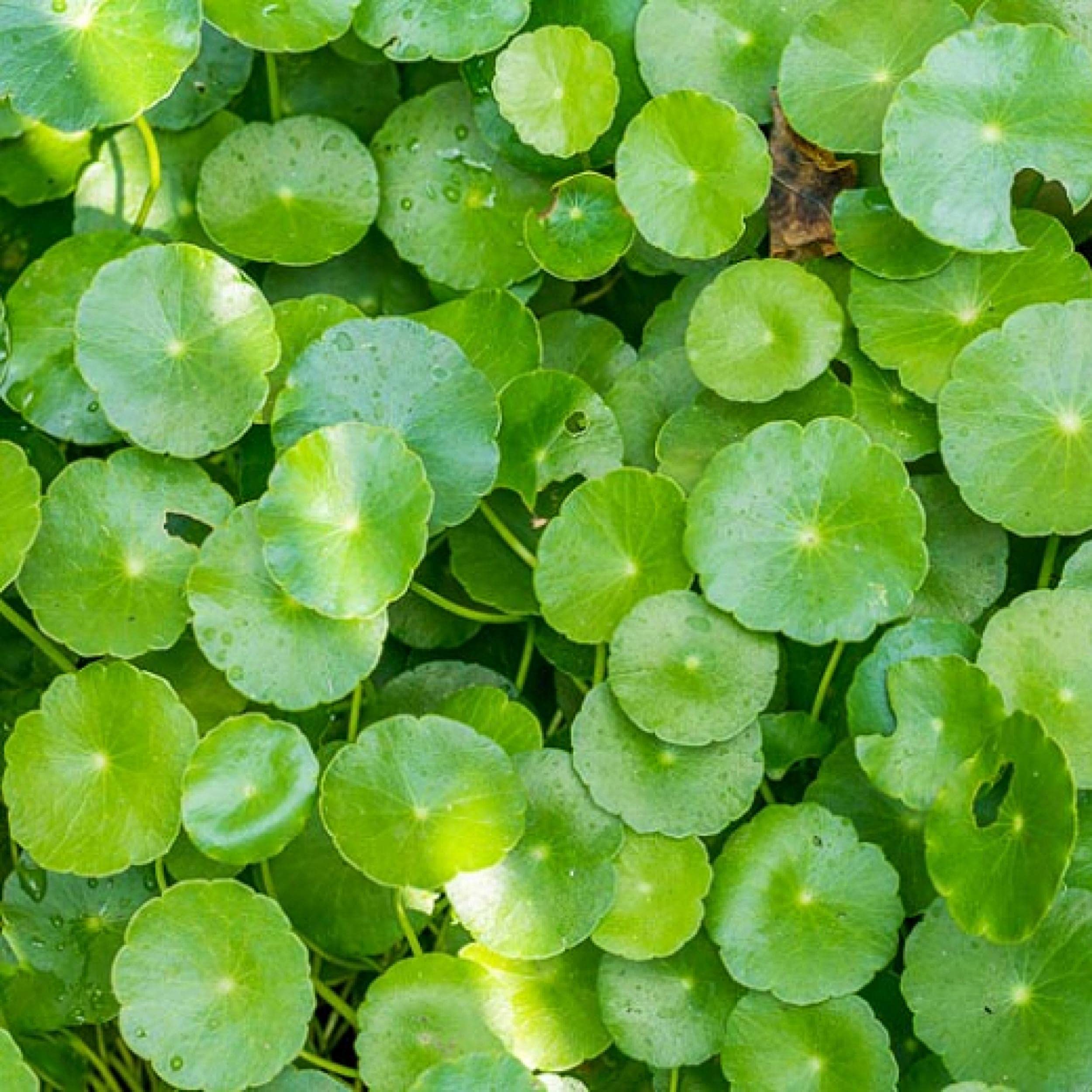 Chalily Pennywort