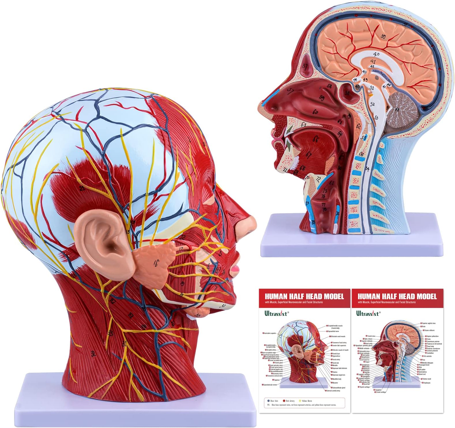 Ultrassist Human Anatomical Half Head Model with Superficial Neurovascular and Musculature Details, Asaro Head and Life-Size Nasal Cavity Throat Brain Anatomy for Medical Biology Education