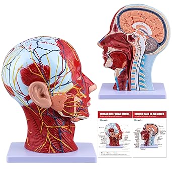 Ultrassist Human Anatomical Half-Head Model Includes Electronic Diagram with Superficial Neurovascular and Musculature Details, Ideal for Kids Learning, Education, and Display