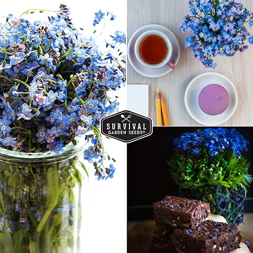 Miniatura 5 de Survival Garden Seeds - Semilla Forget Me Not para plantar - 5 paquetes con instrucciones para plantar y cultivar pequeñas flores azules en tu hogar