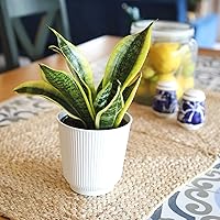 Vista 6 de Planta de serpiente viva con maceta blanca decorativa, Sansevieria Trifasciata Superba, planta de interior enraizada completamente, planta de lengua