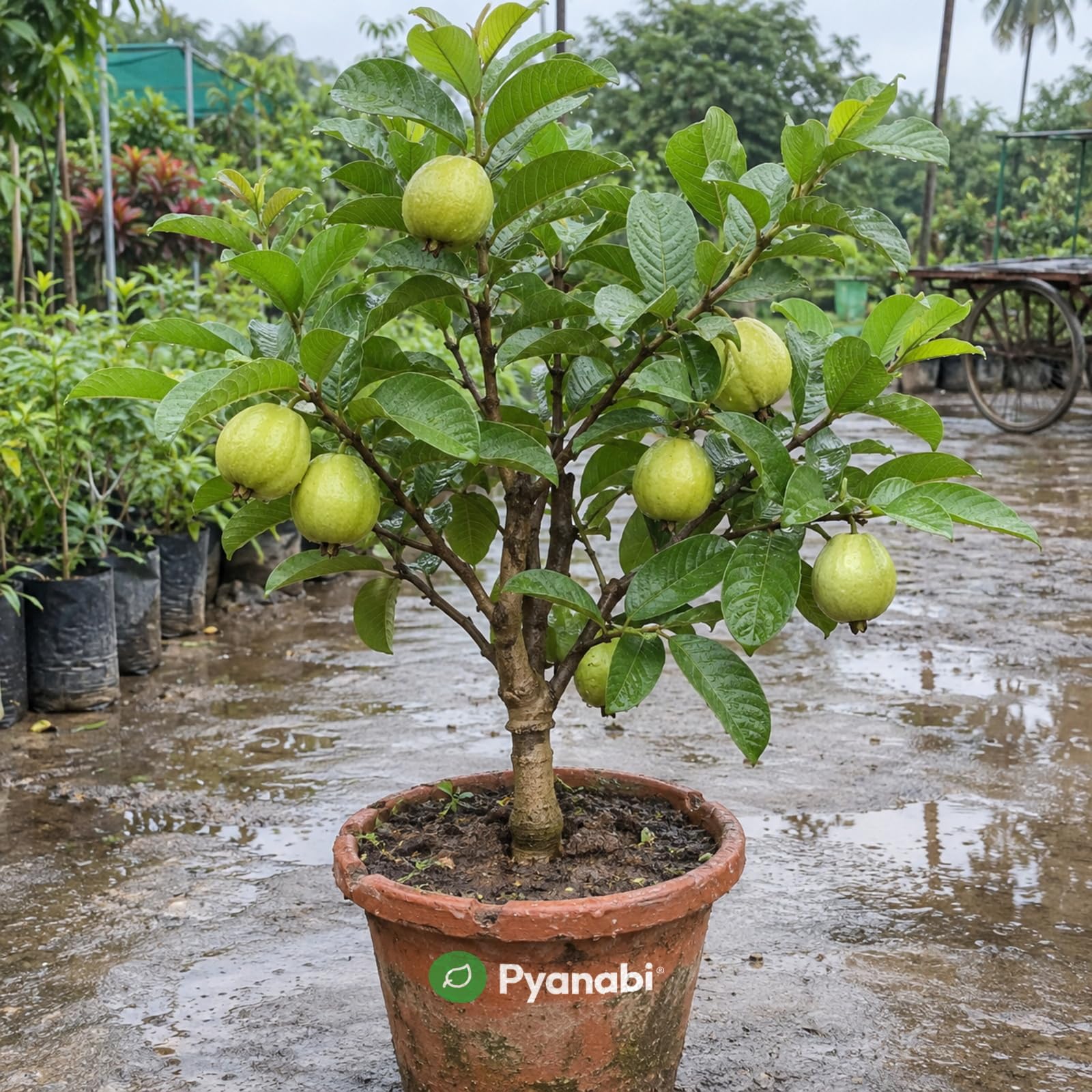 Thai Strawberry Plant - Grow Your Own! -22 Thai Strawberry Plant - Grow Your Own! -22