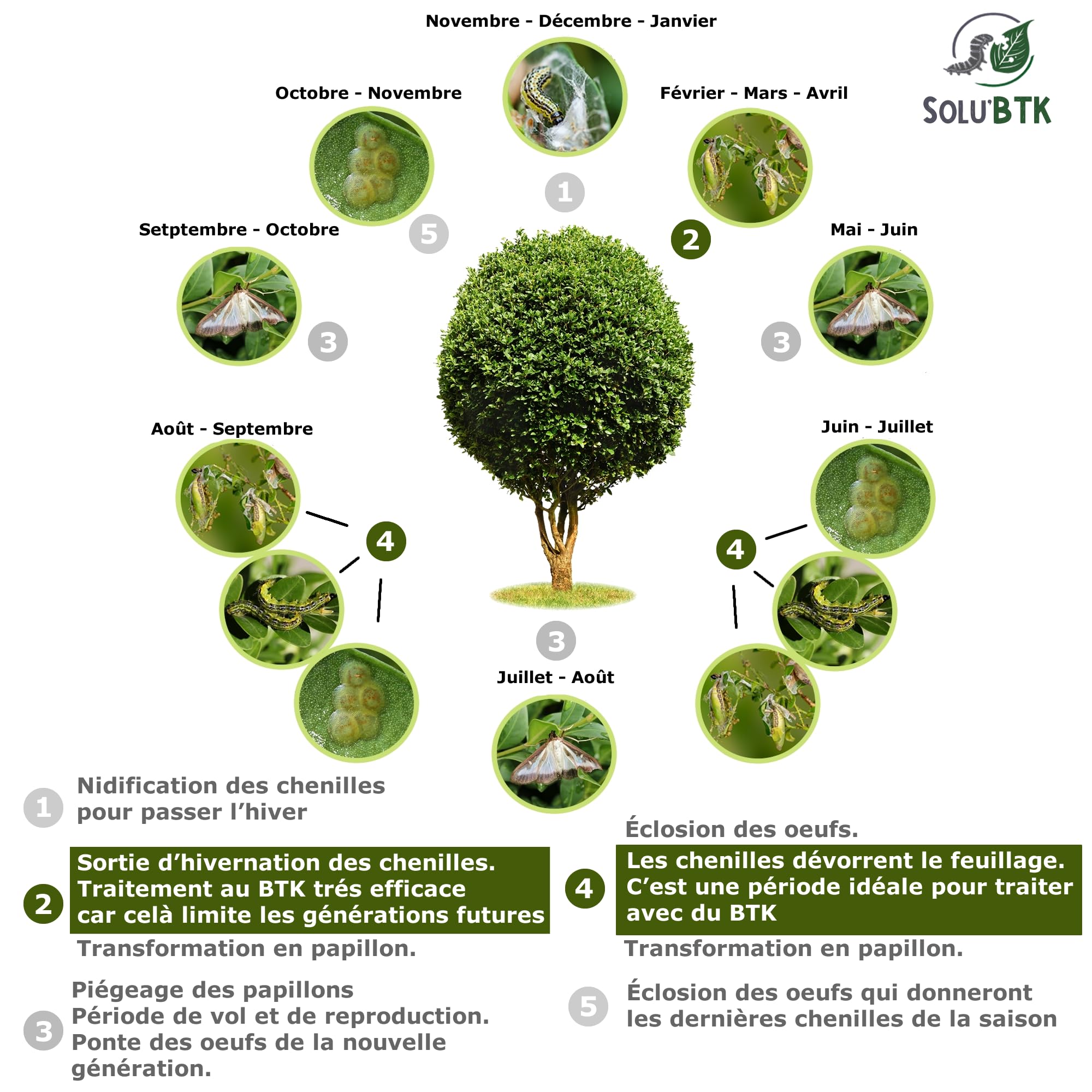 SoluBTK - Pyrale du buis 150gr Bacillus thuringiensis - Insecticide Utilisable en Agriculture Biologique