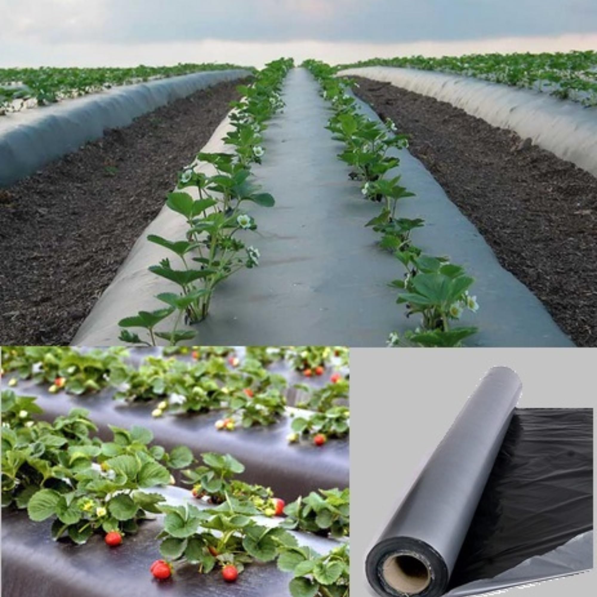 PRUTHAA 20 Micron 3.25 Feet x 400 Meter Silver Black Mulching Paper – UV Stabilized Film for Weed Control & Moisture Retention in Farming-image-43