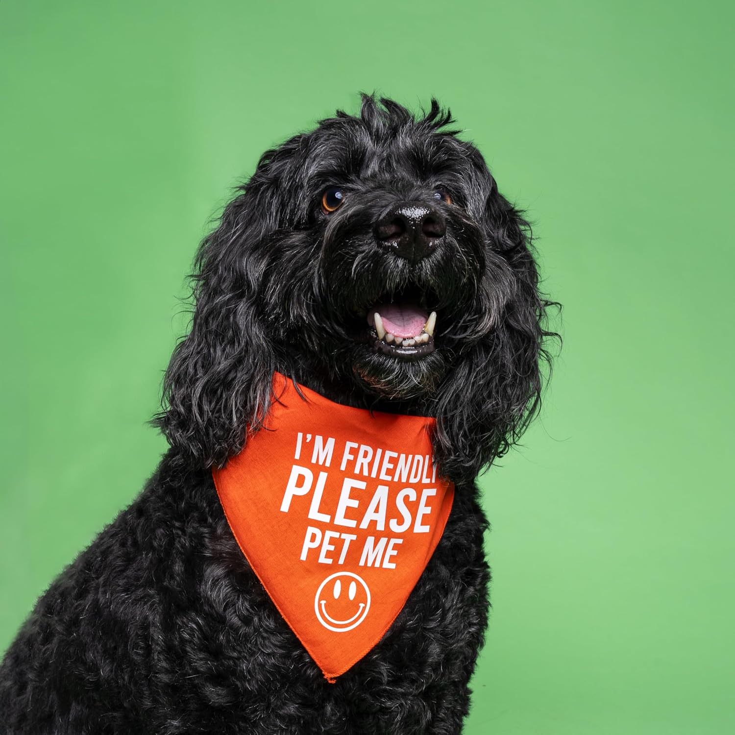 I'm Friendly Please Pet Me Dog Bandana (Navy, OS 151) image 2