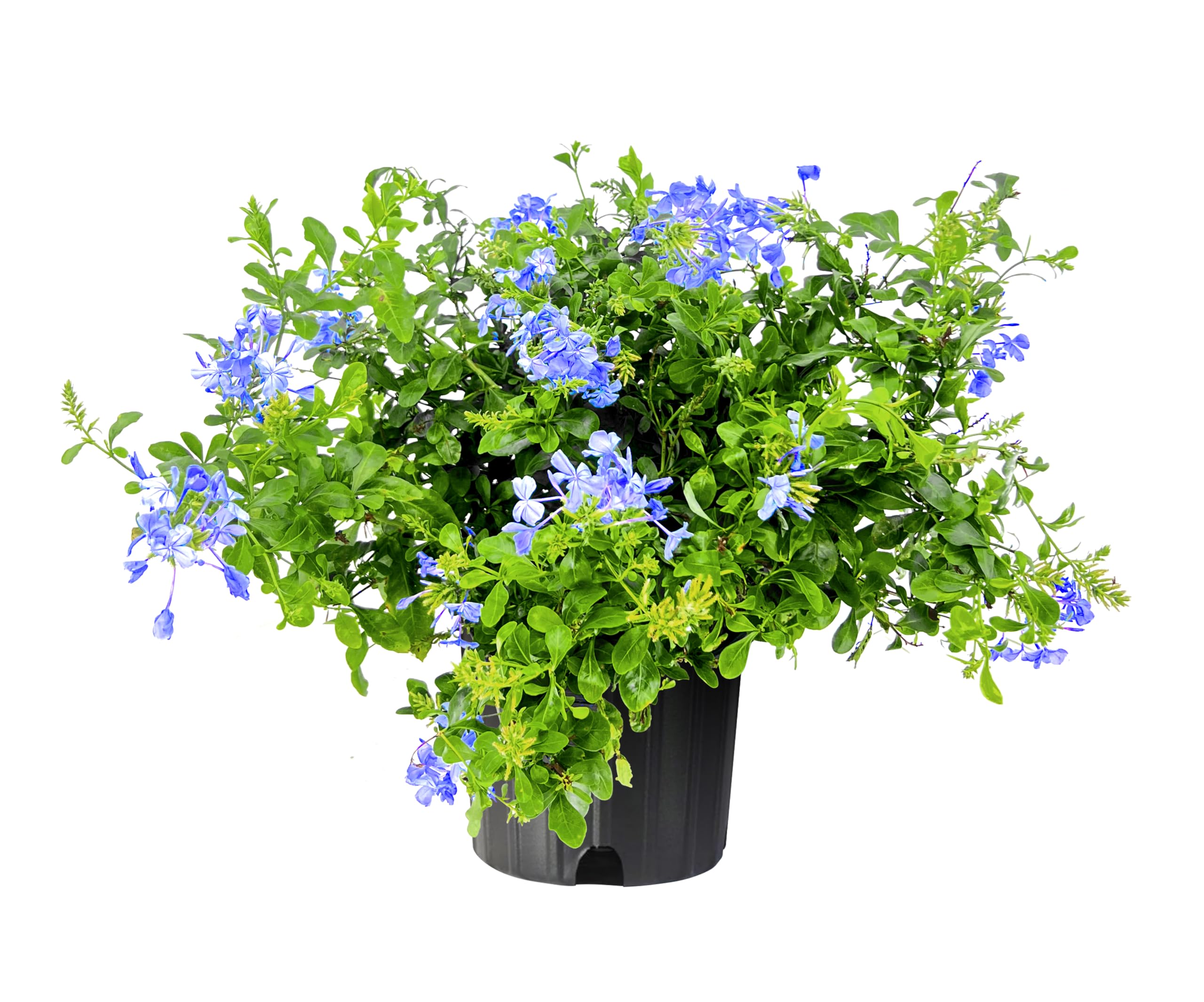 Amazon.com : Plumbago Imperial Blue | 2 Extra Large Trade 3 Gallon Plants |  Plumbago auriculata | Flowering Shrub | Drought Tolerant : Patio, Lawn &  Garden