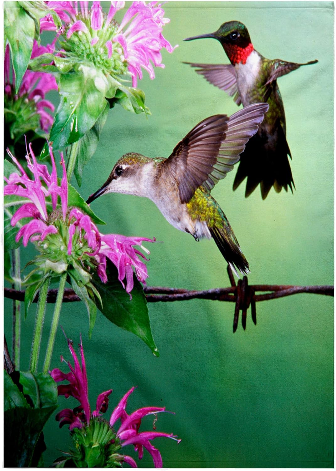 3dRose Ruby-Throated Hummingbird Female and Male at Bee Balm 22x30 Bath Hand Pool Towel