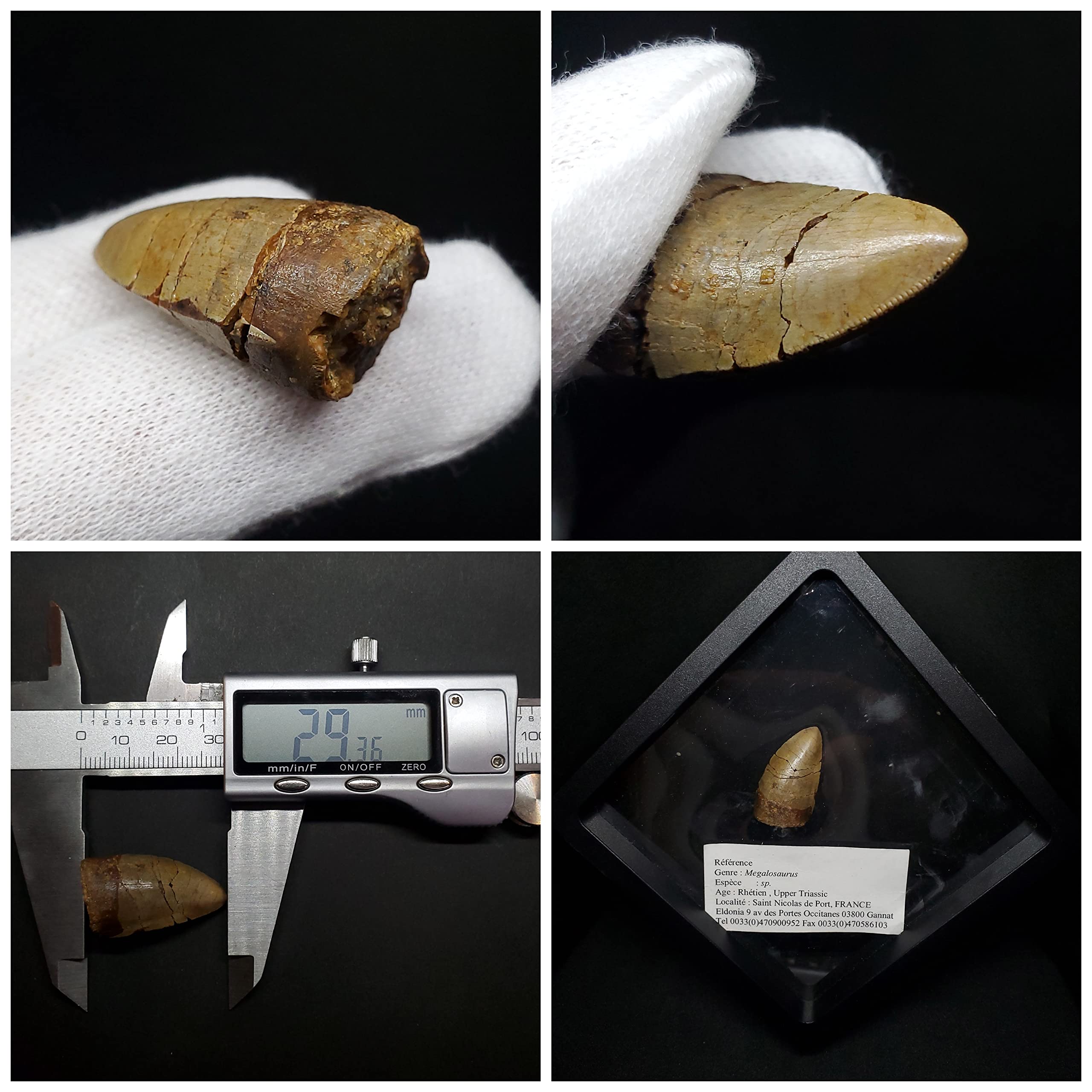 Amazon | 【化石専門店 LOLO】博物館級 メガロサウルス 恐竜 歯 化石