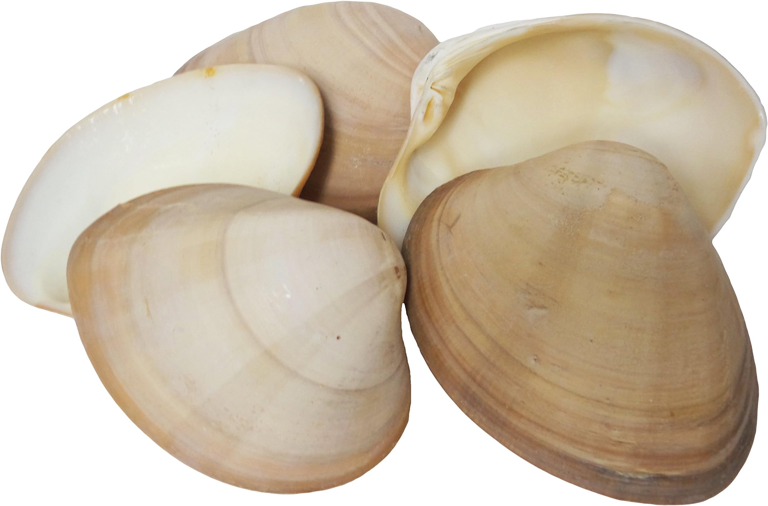 U.S. Shell, Inc., Chocolate Clam, 8 to 9cm