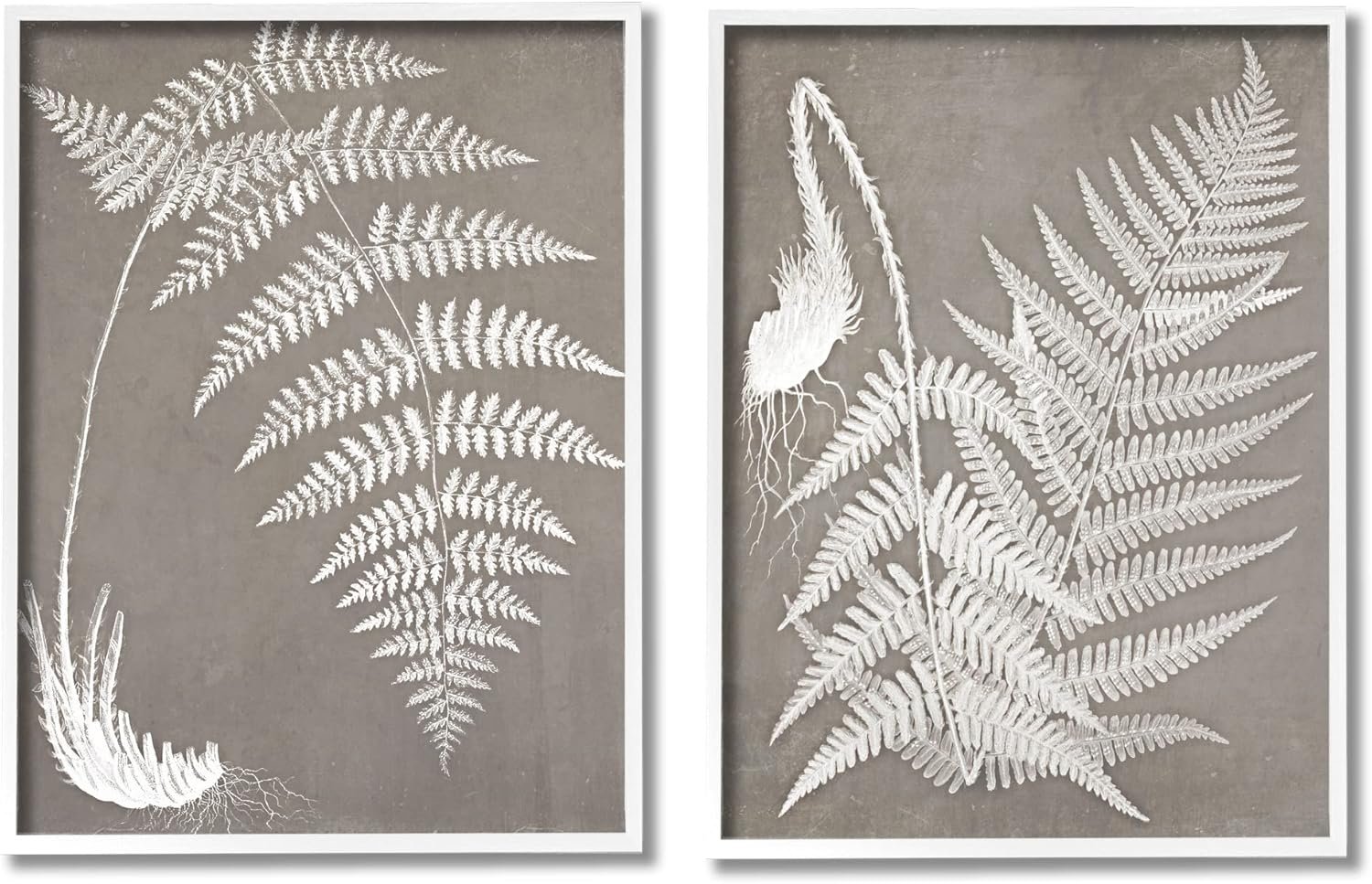 Stupell Industries Detailed Fern Plant White Botanical Herb Roots, Design by Graffitee Studios