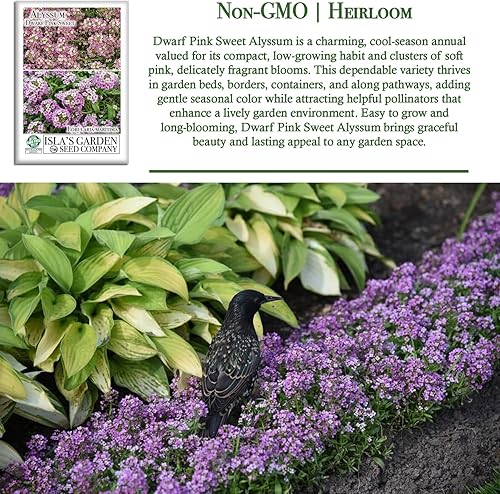 Miniatura 3 de Semillas de flores de Alyssum dulce rosa enano, más de 1000 semillas de flores por paquete, semillas de jardín de Isla (semillas de jardín de Isla),