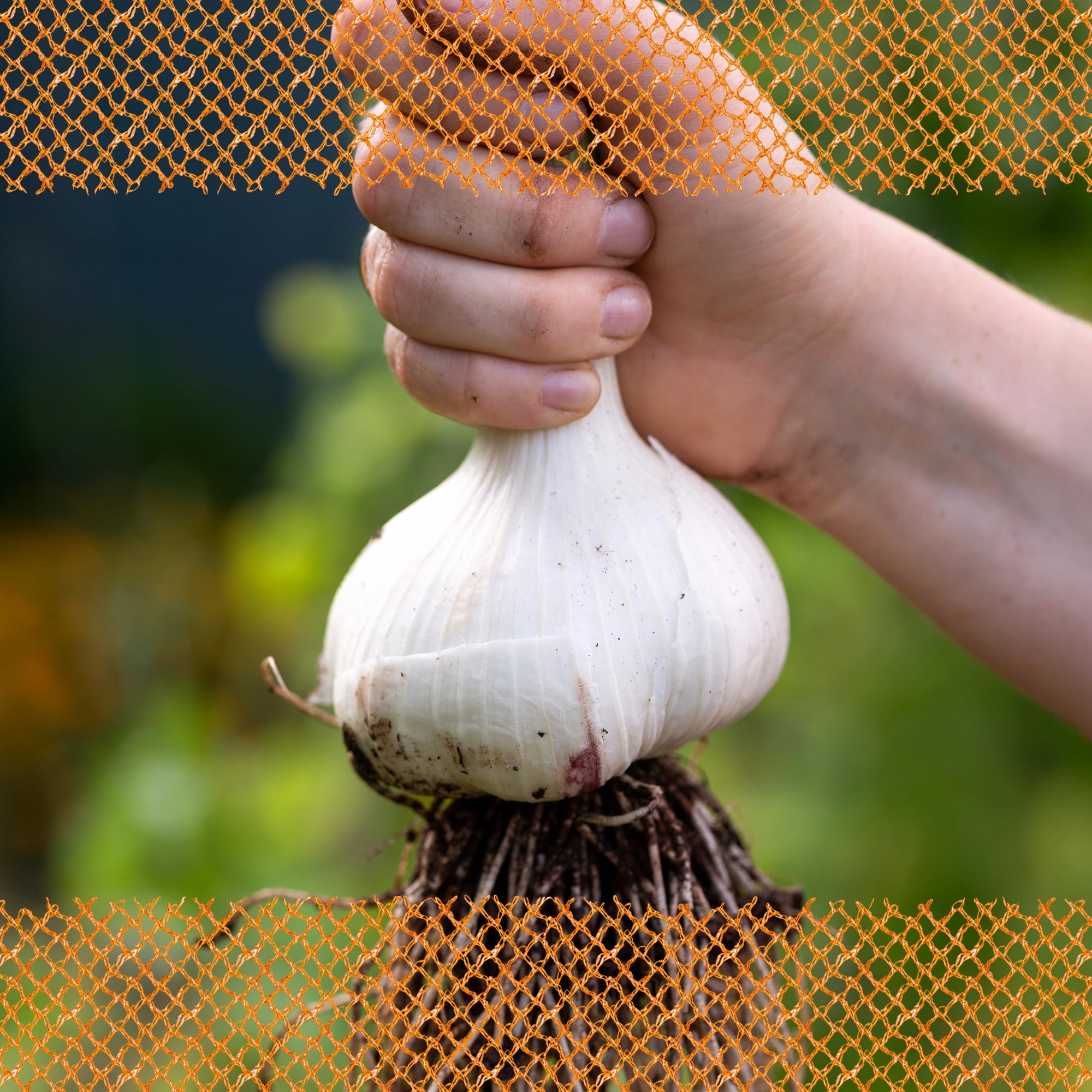 FLORTUS 2000-2478 Winterpflanzknoblauch Elefantenknoblauch Valdichiana (Pflanzknoblauch)