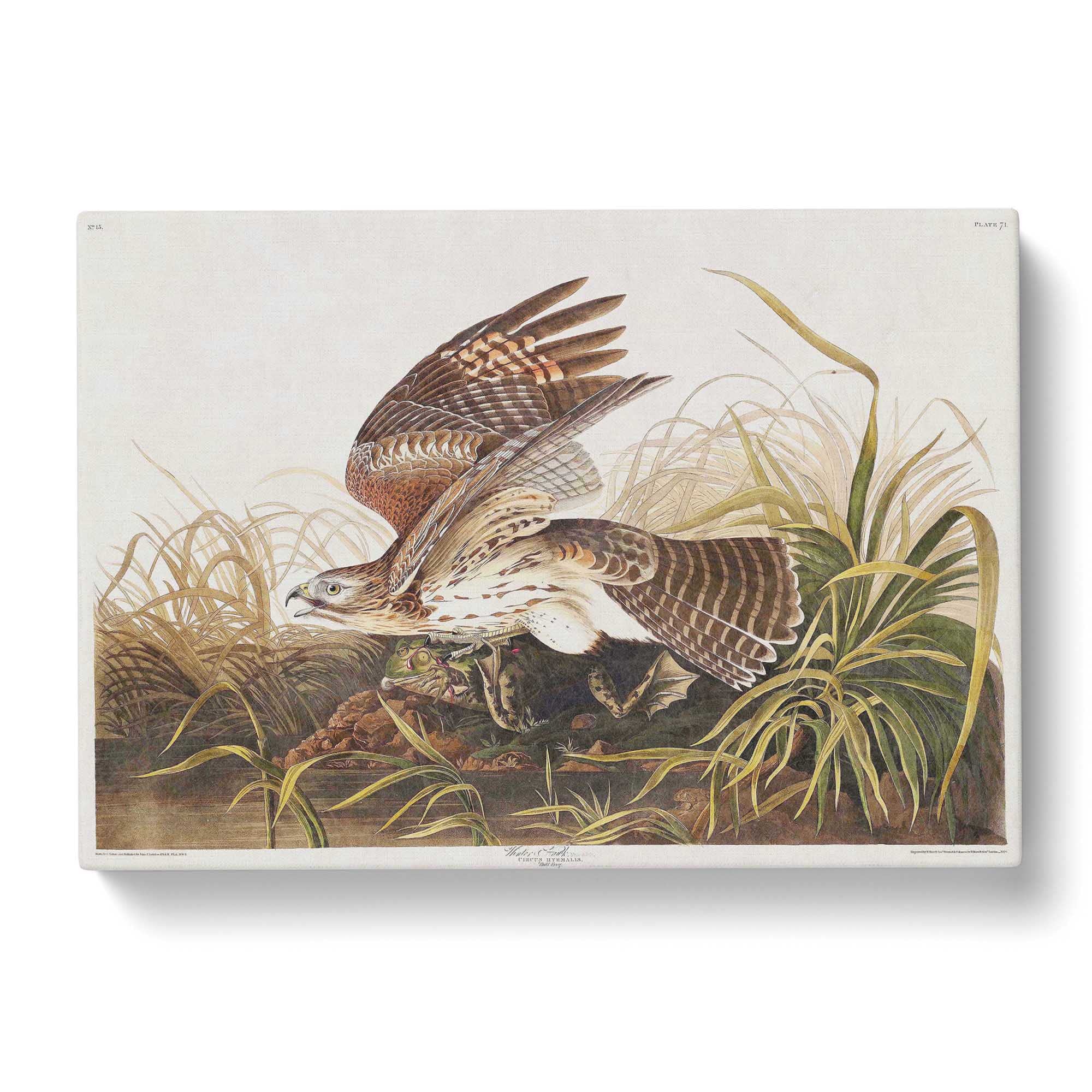 Winter Hawk By John James Audubon Canvas Print, Mixed, 25L x 50W cm - Image 2