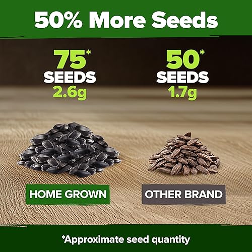 Miniatura 6 de HOME GROWN Semillas de girasol de cereza y chocolate, 75 semillas de reliquia para plantar girasoles burdeos, flor alta para jardín, polinizadores,