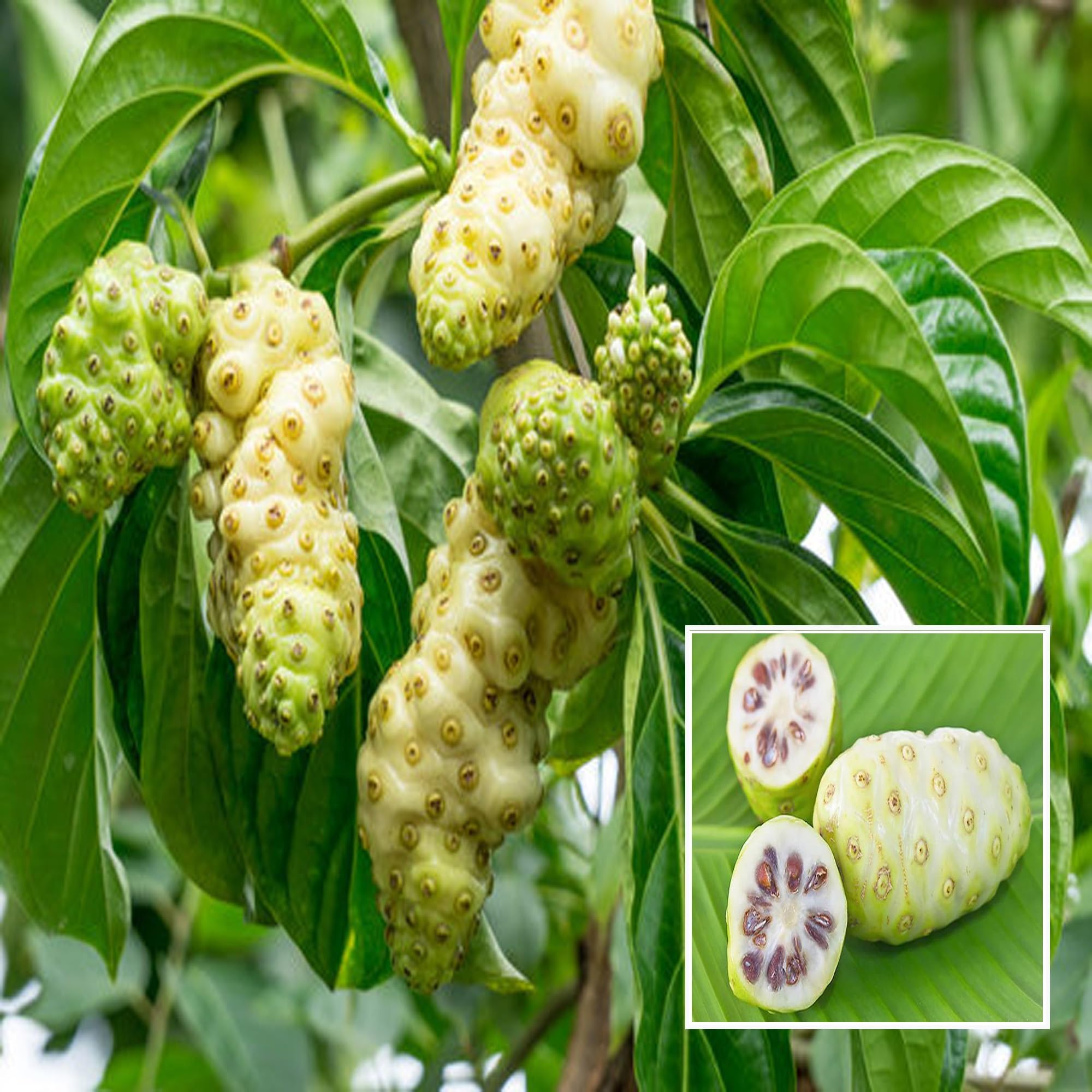 HAPING Noni Cheese Fruit Live Plant (1-2 Feet Height) (B0CV4VP4BW) Amazon Price History, Amazon Price Tracker