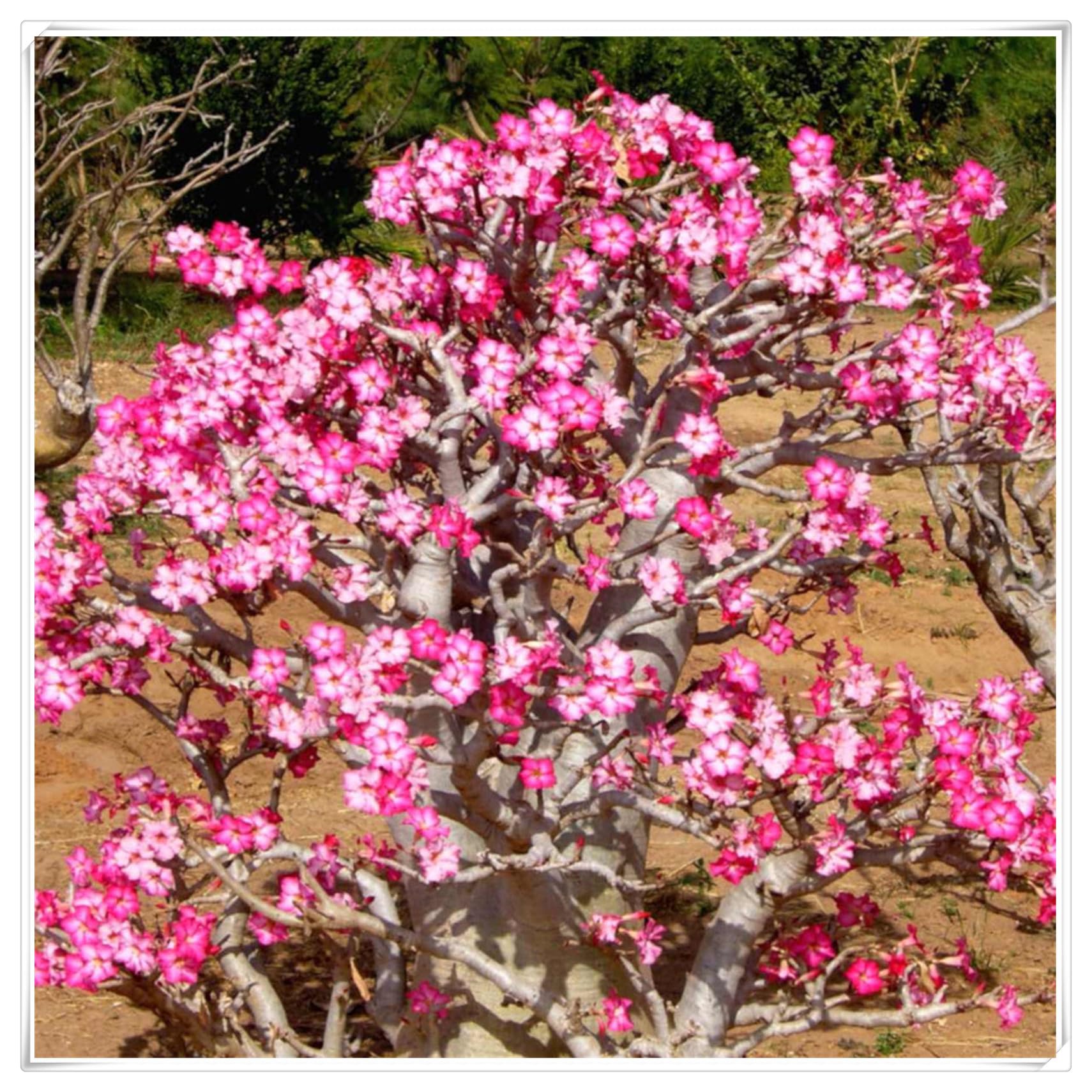 Flowering Rhizome,Desert Rose Bulbs,Easy to Plant, Excellent Display, Strong Desert Rose Roots,Wedding Flowers-1 Bulb-I