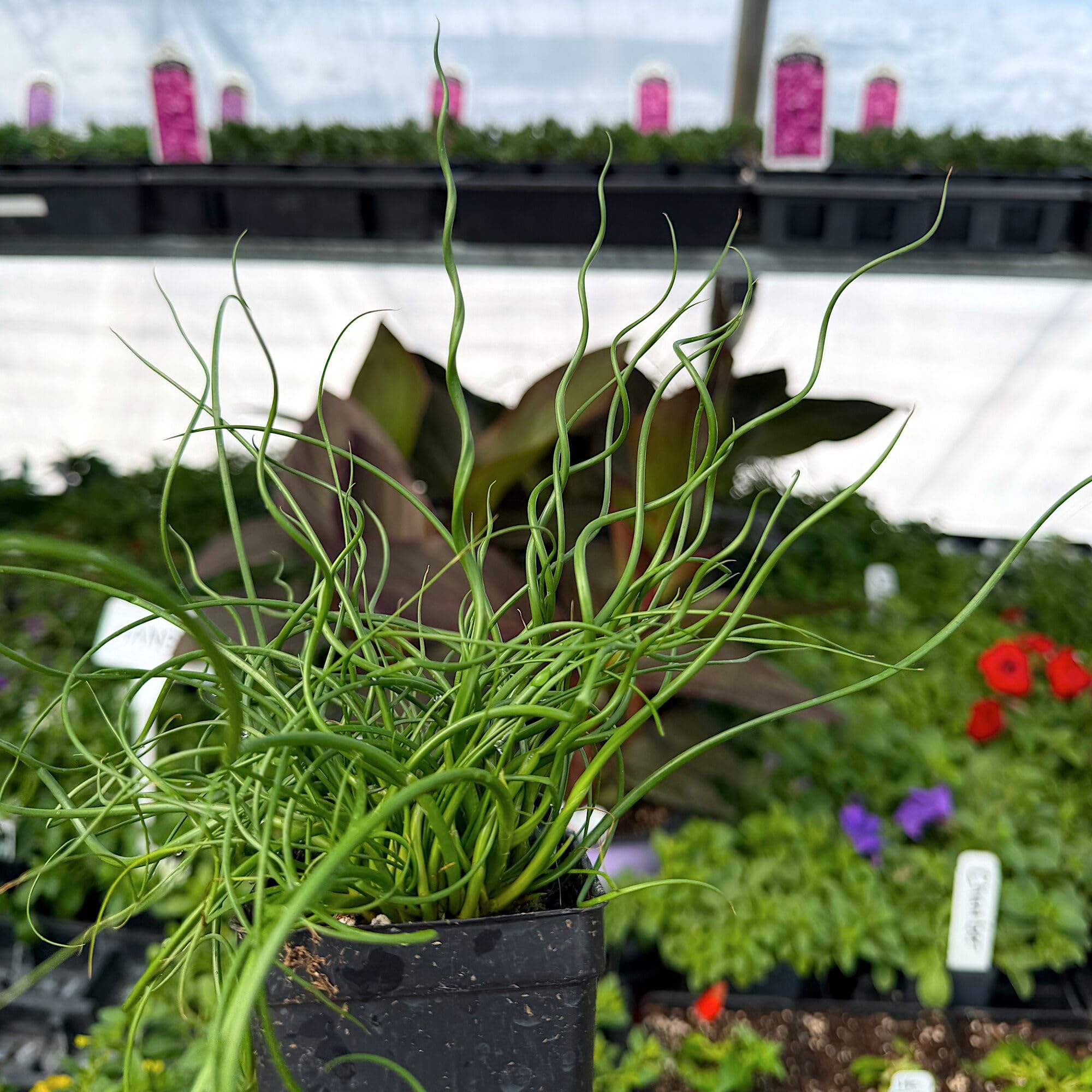voodoo lily plant Nearly-Black Voodoo Lily Bulbs for Sale