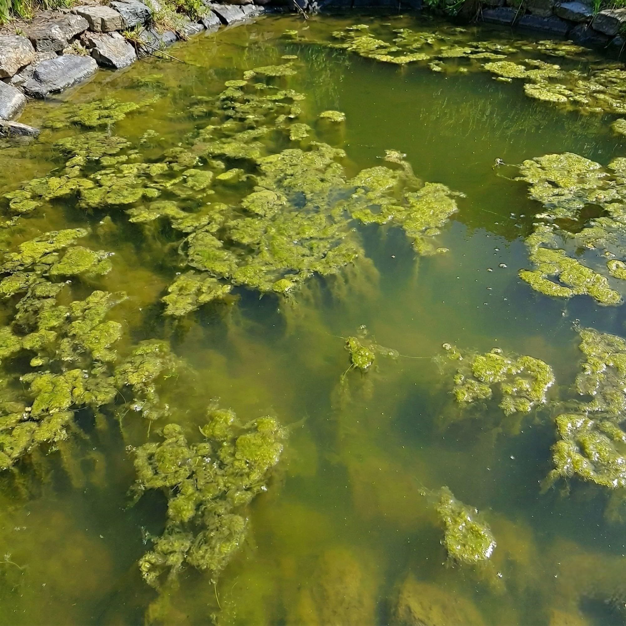 vdvelde - Pacchetto Piante Ossigenanti 500-1.250L - Piante Laghetto - Acqua Limpida - Anti Alghe - Resistente - Bio - Per Pesci