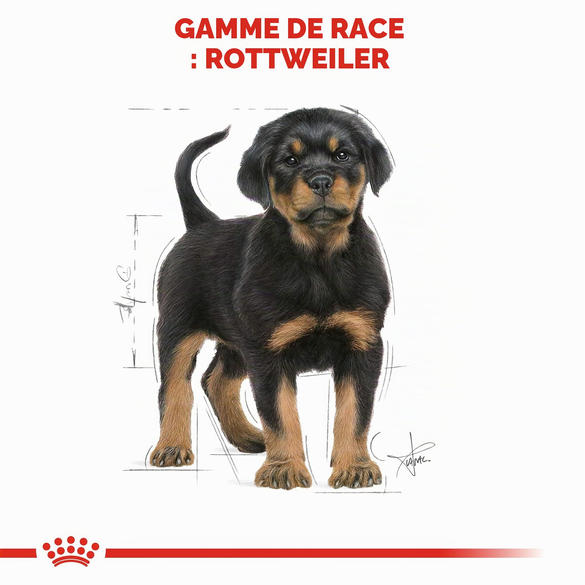 ROYAL CANIN Rottweiler Puppy- 3 kg
