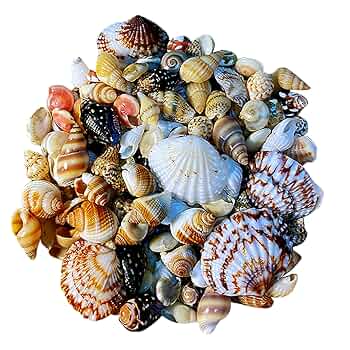 手作り装飾的な貝殻 Amazon.co.jp: COYOUCO ミックスされた貝 海の自然なミニ貝 DIY