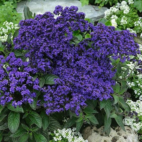 Miniatura 3 de Outsidepride 1000 semillas pereinnial Heliotropium Semillas de flores marinas extra enanas para plantar