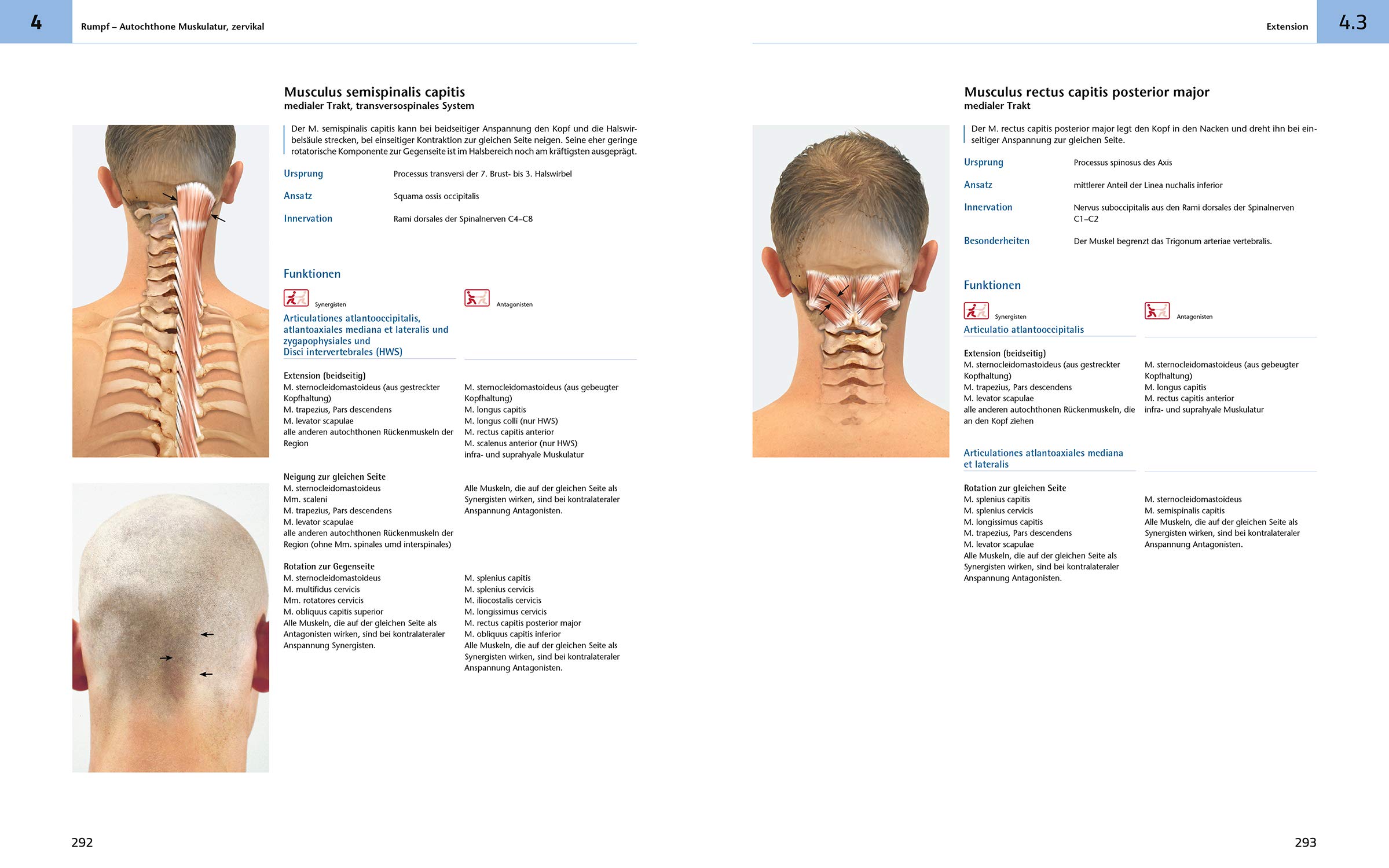 Das Muskelbuch: Anatomie | Untersuchung | Bewegung (inkl. Anatomieposter)