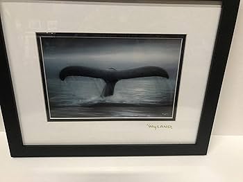 Wy LAND  whale  ワイランド　Tails of Great, Wyland Tails of great whales Today we celebrate living