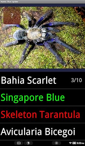 Aranha espécie Trivia Quiz