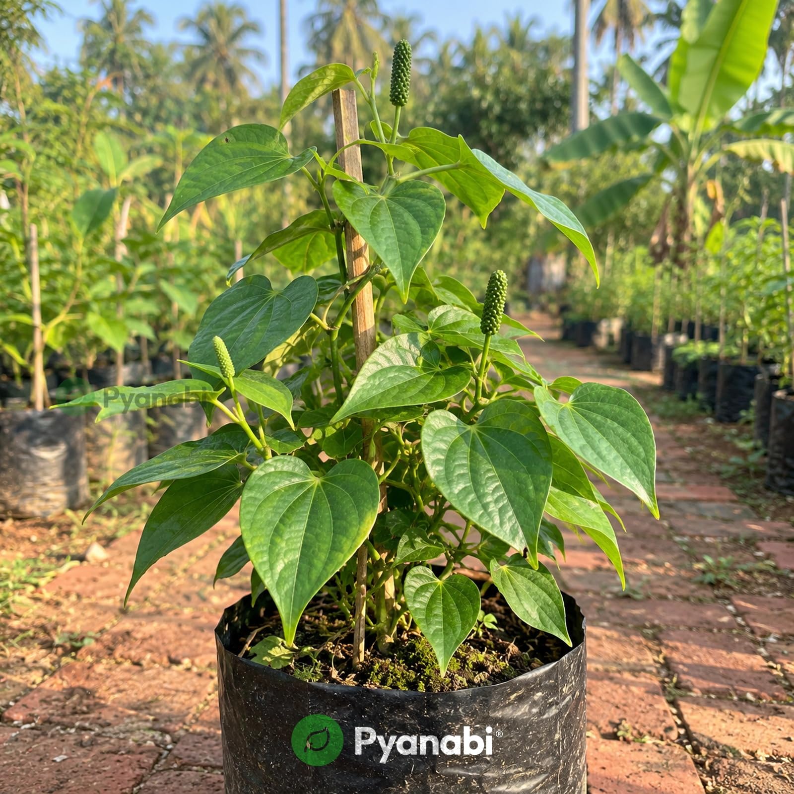 Chakra Phool Plant - Star Anise Spice Tree -12 Chakra Phool Plant - Star Anise Spice Tree -12