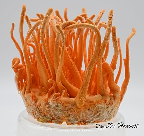 Miniatura 2 de Root mushroom Farm- Cultivos líquidos de hongos Más 30 cepas disponibles.