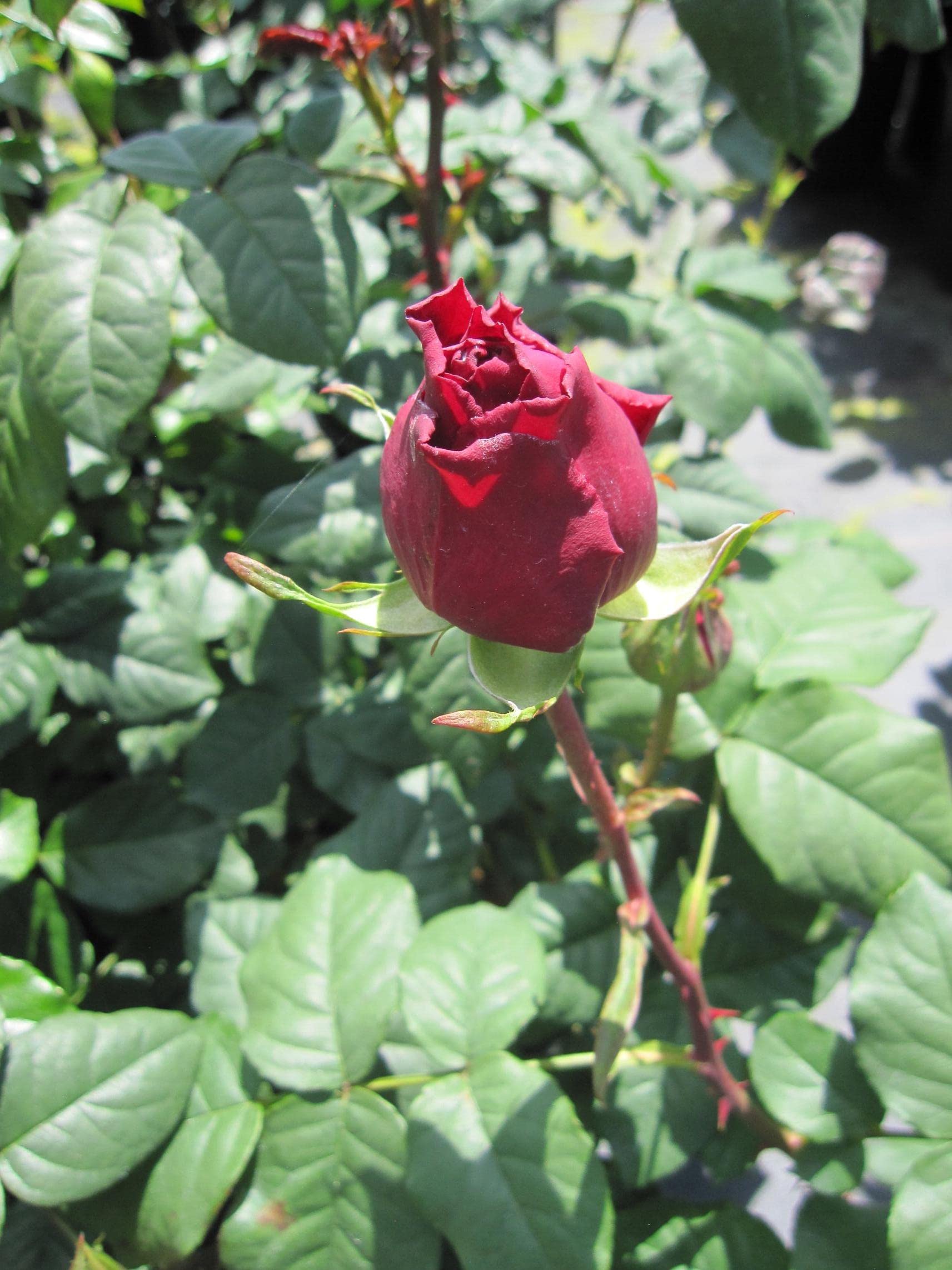 Rosa Gospel® - Beetrose Gospel® - Tantau Rose - mehrfach ausgezeichnet