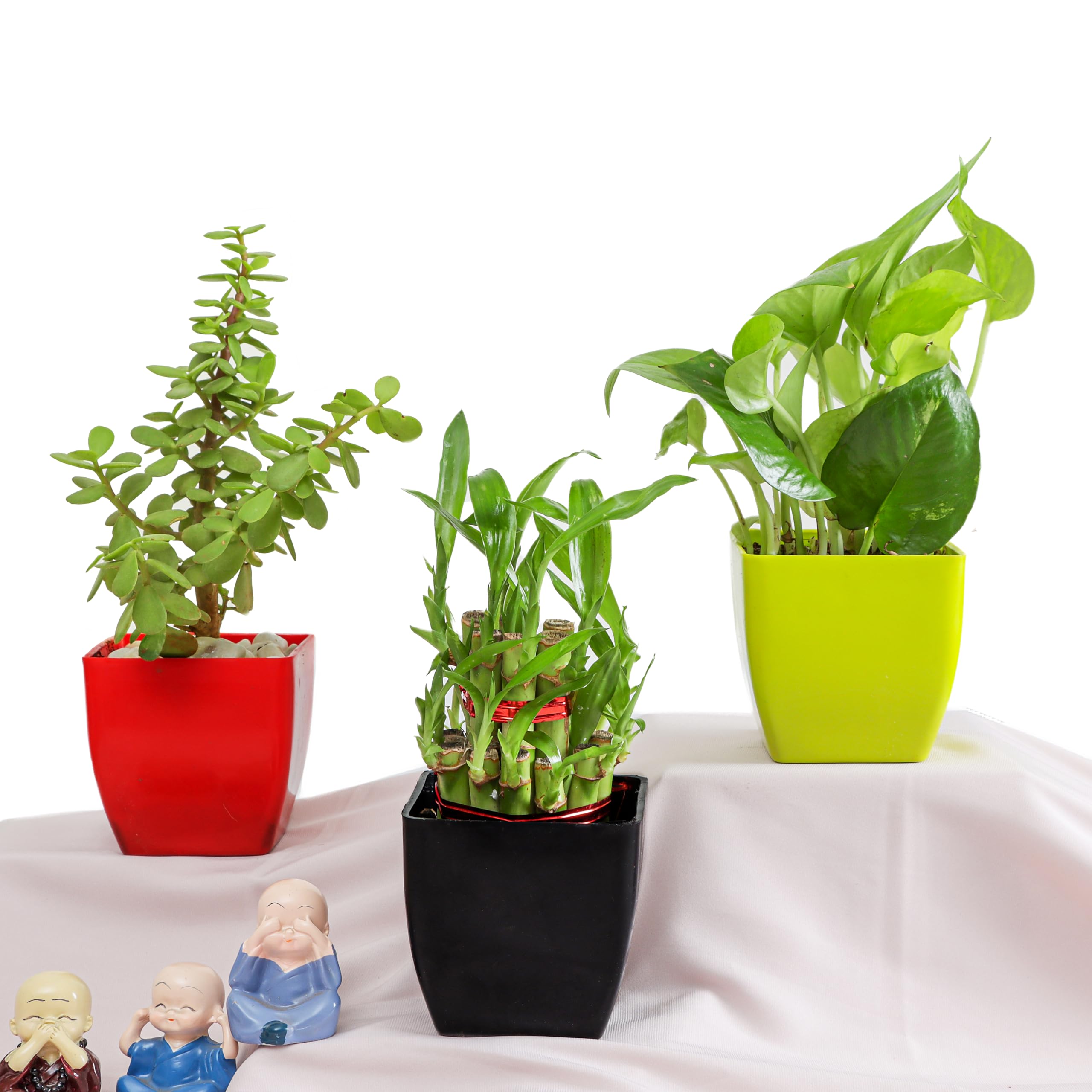 Flora Dlite 2 Layer Bamboo Plant with Plant Pot, Jade Plant & Money Plant with Plant Pot Perfect Indoor Live Plants for Living Room Home Decor, Small Plant for Office Desk Pack of 3 (B0D7DF6RKW) Amazon Price History, Amazon Price Tracker
