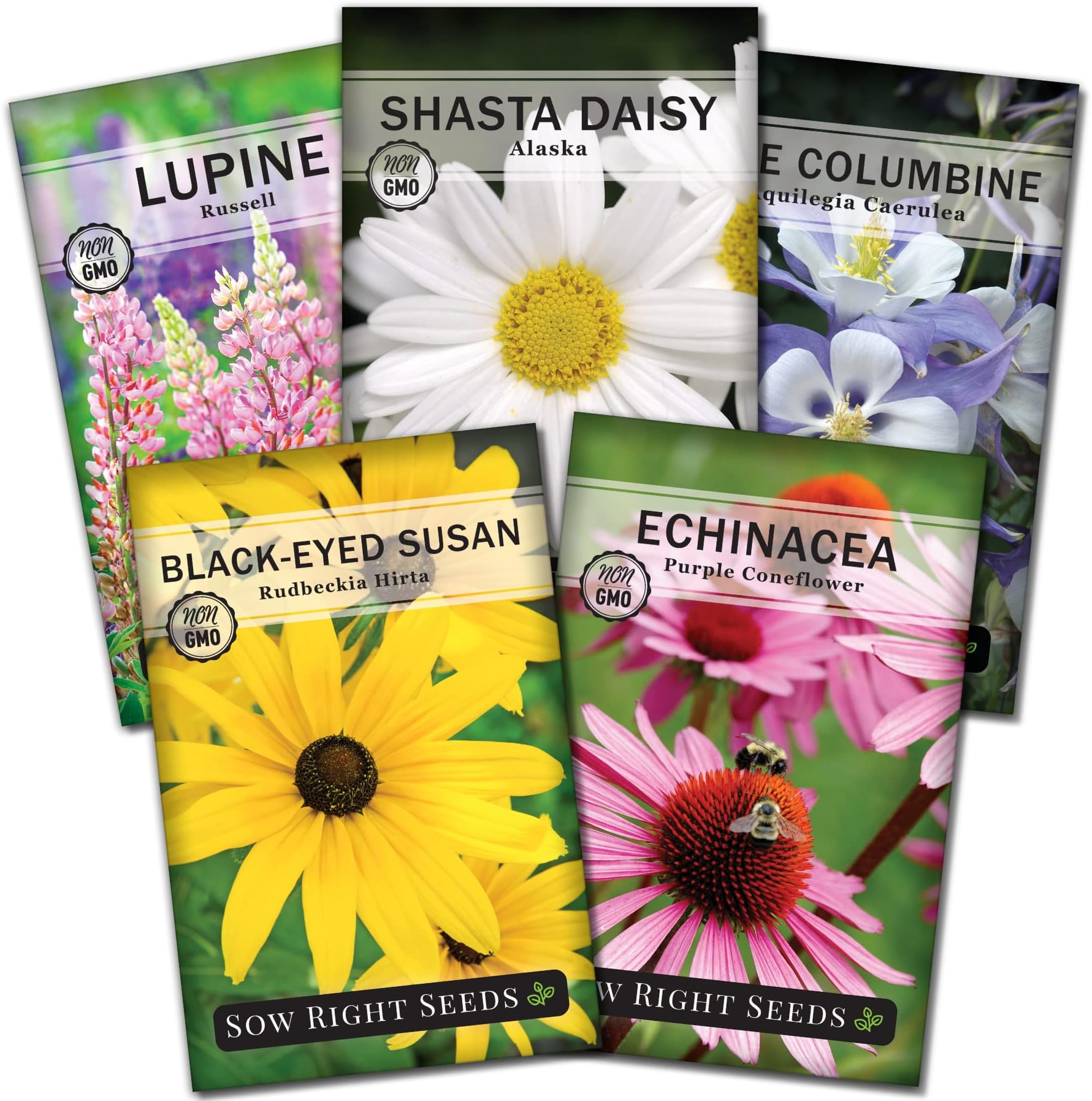 Sow Right Seeds - Perennial 5 Flower Garden Seed Collection for Planting - Russell Lupine, Black-Eyed Susan, Shasta Daisy, Purple Coneflower & Blue Columbine - Non-GMO Heirloom Packets Home Gardening