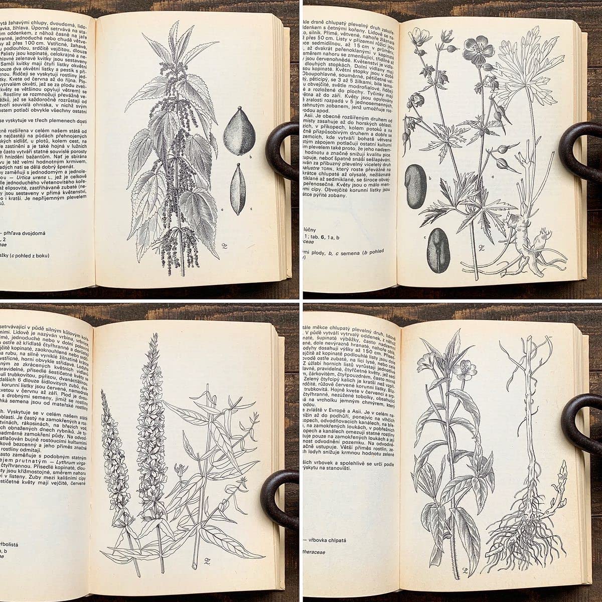 Amazon.co.jp: チェコの古い植物図鑑(ROSTLINY LUK PASTVIN VOD A