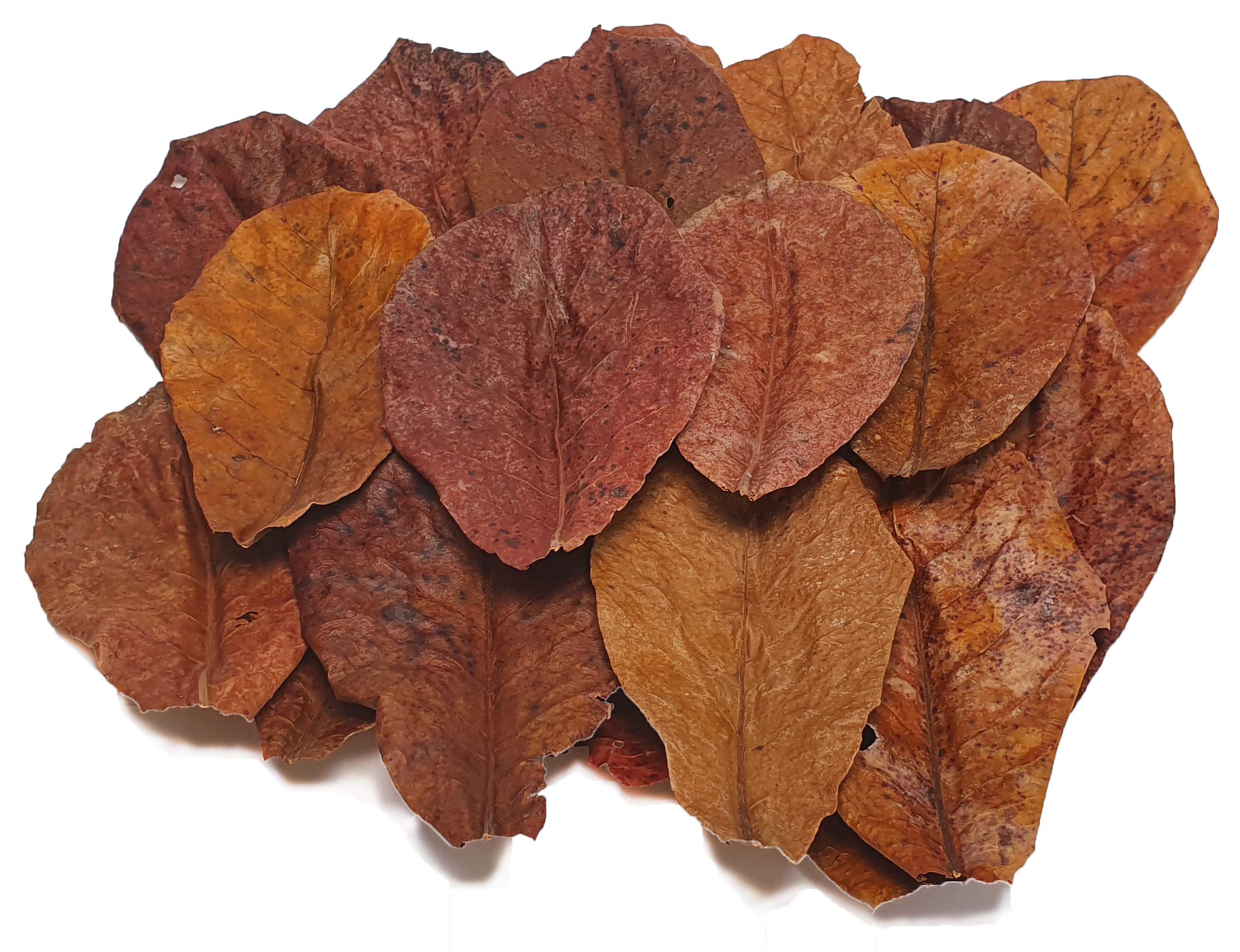 150g Seemandelbaumblätter XXL – Catappa Leaves 2 Produktbild-Vorschau 10