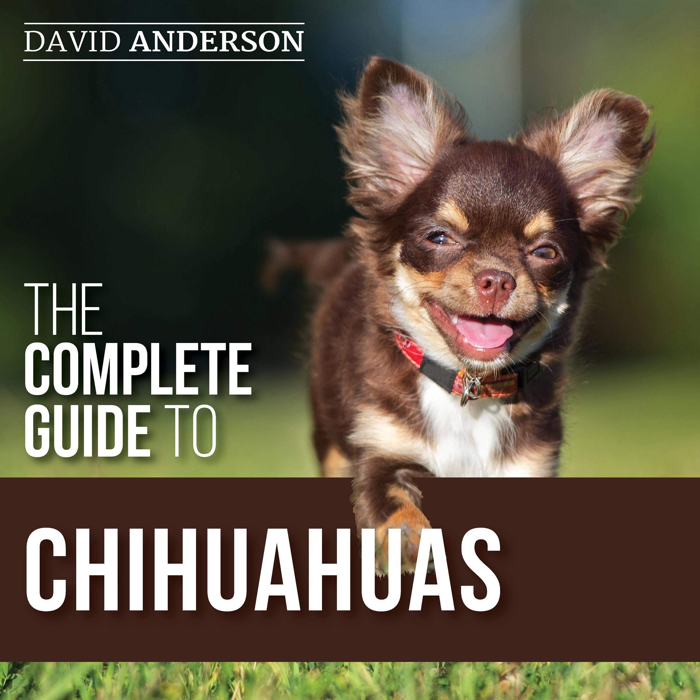 The Complete Guide to Chihuahuas